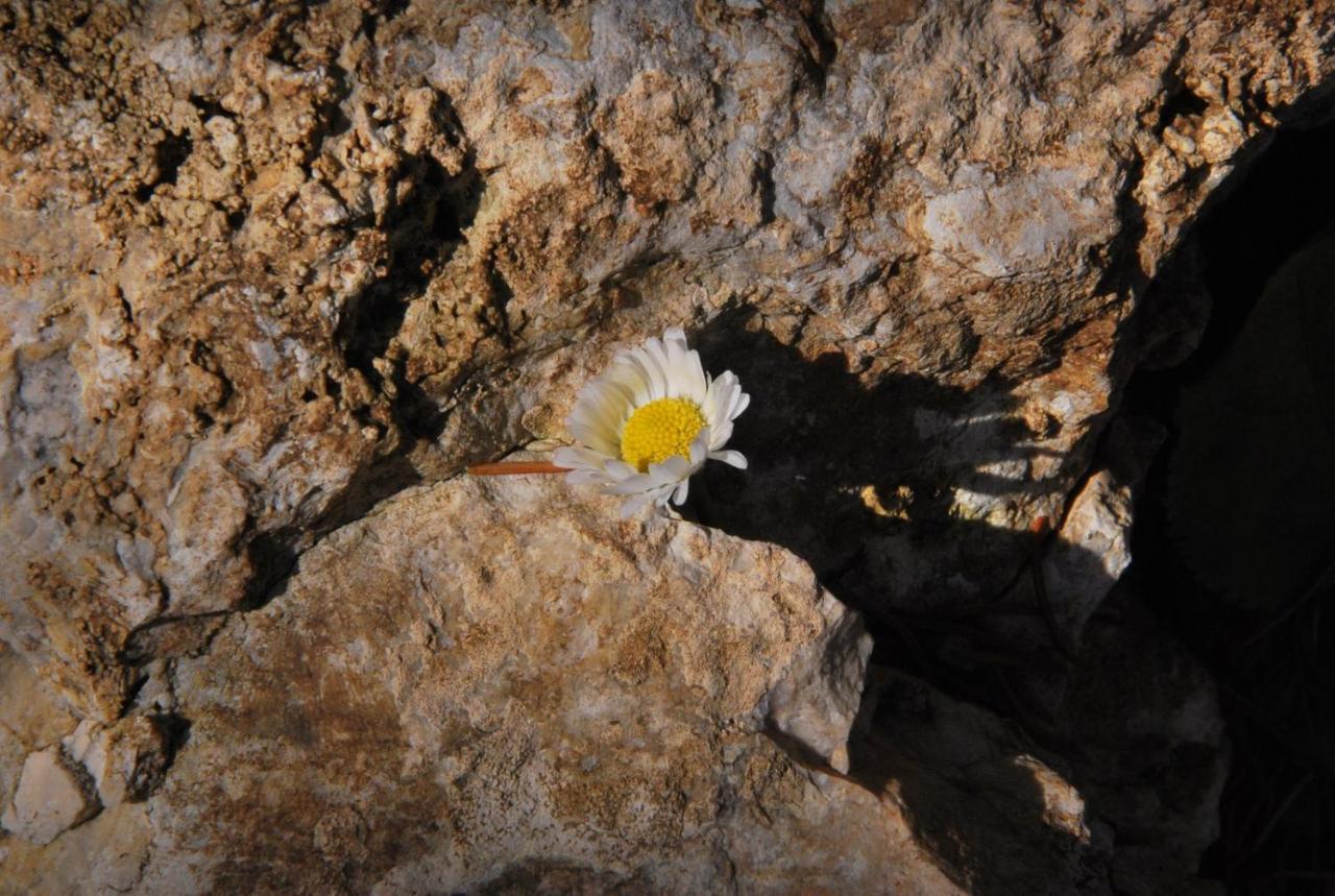 Pokoje Goscinne U Grazyny Ojcow Dış mekan fotoğraf