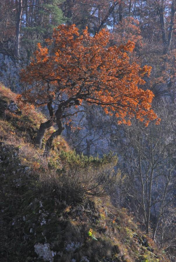 Pokoje Goscinne U Grazyny Ojcow Dış mekan fotoğraf